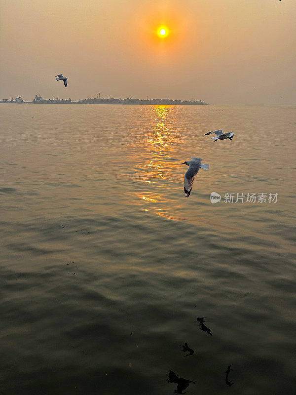 三只细长喙鸥(chicocephalus genei)在日落的天空中飞过海浪，夕阳带着橙色的光环在印度洋上空飞行，这是前景的焦点